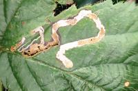 Stigmella aurella