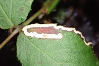 Stigmella aurella