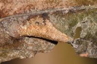 Phyllonorycter salictella