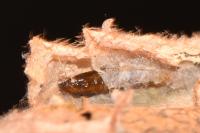 Phyllonorycter salictella
