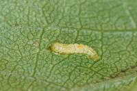 Phyllonorycter spinicolella