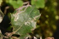 Acrocercops brongniardella