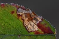 Ectoedemia rubivora