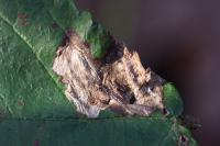 Ectoedemia rubivora