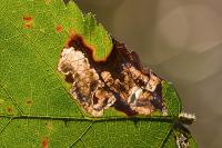 Ectoedemia rubivora