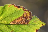 Stigmella aurella