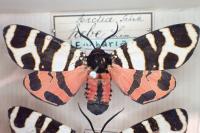 Arctia festiva