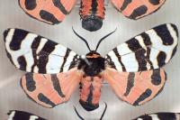 Arctia festiva
