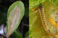 Phyllonorycter leucographella