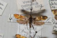 Nemophora raddaella
