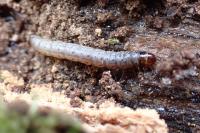 Esperia sulphurella