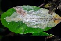 Phyllonorycter leucographella