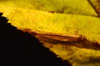 Phyllonorycter tenerella