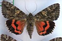 Catocala dilecta