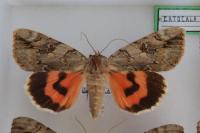 Catocala electa