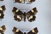 Tyta luctuosa