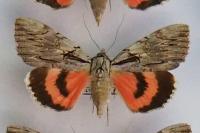 Catocala optata