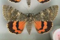 Catocala elocata