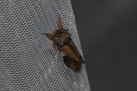 Notodonta ziczac