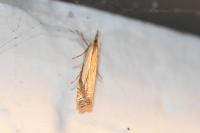 Crambus pascuella