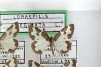 Lomaspilis marginata