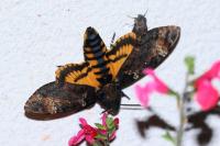 Acherontia atropos