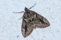 Thera cupressata