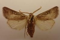 Agrotis graslini