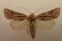 Agrotis graslini