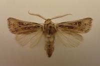 Agrotis graslini