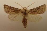Agrotis graslini