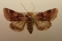 Periphanes delphinii