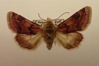 Periphanes delphinii