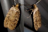 Agonopterix ciliella/heracliana