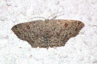 Cyclophora pendularia