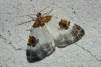 Plemyria rubiginata