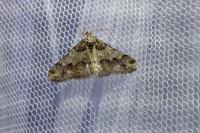 Agriopis leucophaearia