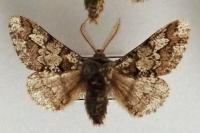 Biston strataria