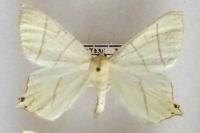 Ourapteryx sambucaria