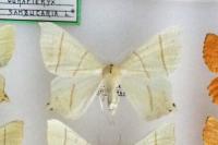 Ourapteryx sambucaria