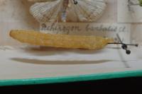 Pechipogo strigilata