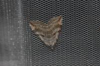 Aplocera efformata/plagiata