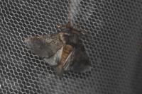 Thaumetopoea