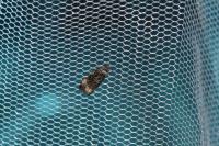 Endothenia gentianaeana/marginana/oblongana