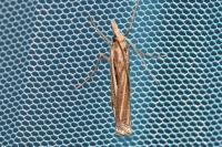 Ancylolomia tentaculella