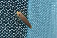 Eilema caniola