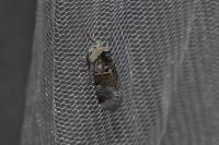 Furcula furcula