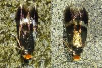 Stigmella aurella