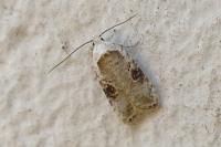 Agonopterix alstroemeriana