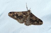 Agriopis leucophaearia
